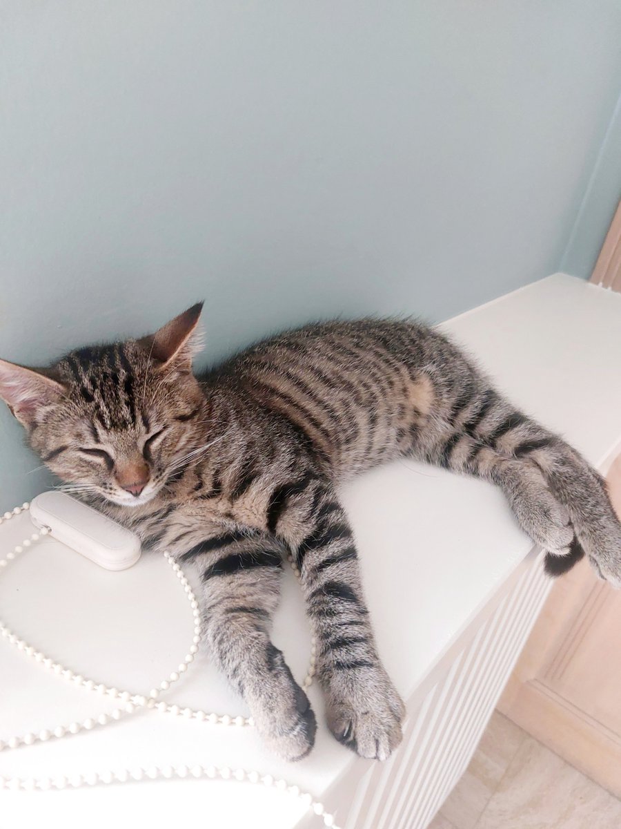 EVYVDB__'s tweet photo. Isn't he cute? 😻 https://t.co/J1s2B3H4xq