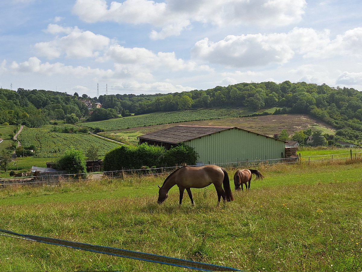 ch_hasenfratz's tweet photo. #BaladeSympa ce matin à #Guerville pour s'aérer l'esprit avant une semaine qui sera encore dure...
#paysage #landscape #TerreDeSeine https://t.co/UWlCO2WTJR