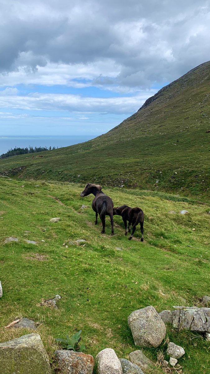 Ticketybooo's tweet photo. On the way to Slieve Donard @Mournelive @visitmourne @NTMournes @deric_tv @barrabest @WeatherAisling @Louise_utv @EnjoyTheMournes @TourismIreland @DiscoverNI #codown #mounemountains #aonb #ponies #hiking https://t.co/HwphjOL8Nx