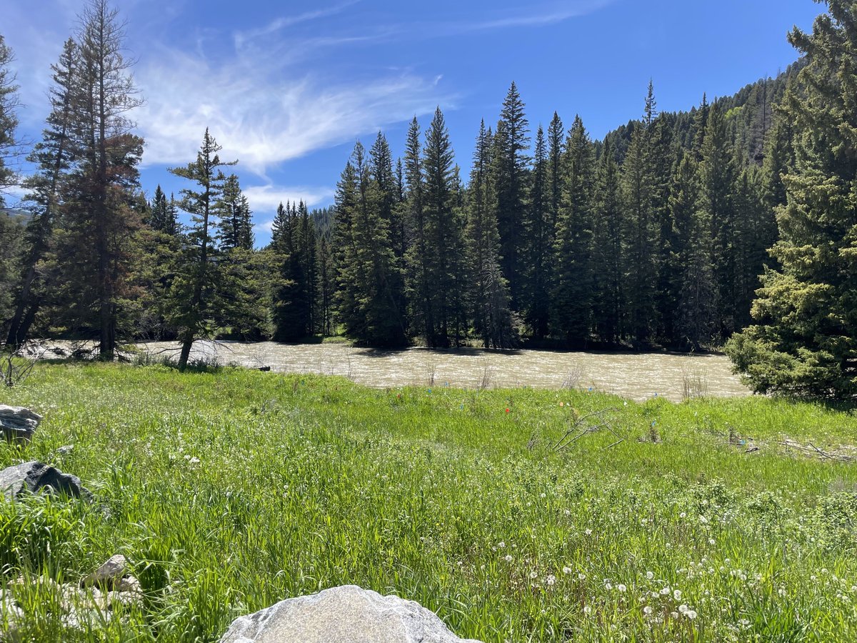 Calling all nature lovers!  Help us spruce up our Upper &amp; Lower Deer Creek restoration sites on August 9th from 9am-12pm.

Find more information and register here: volunteerbigsky.galaxydigital.com/need/detail/