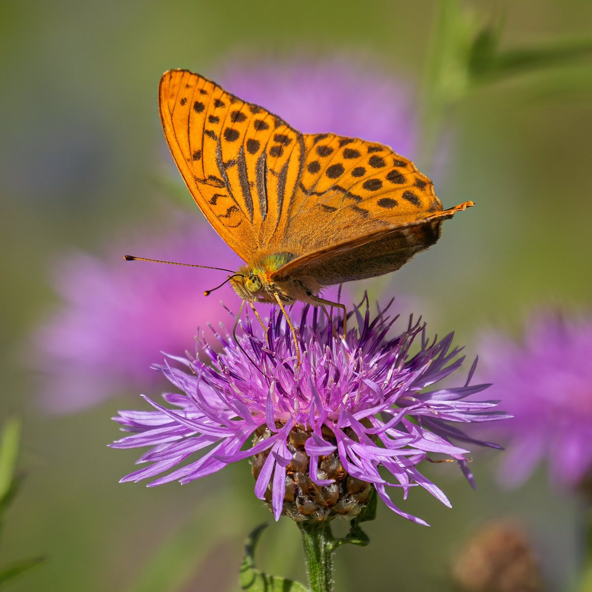amlarsen's tweet photo. Keiserkåpe 🦋 #SilverWashedFritillary https://t.co/Gs9cF5NOtt