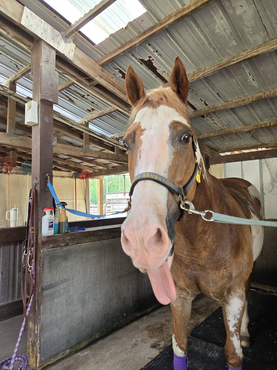 PrincessKayln's tweet photo. Sweaty silly fella.
#endlesssensation #apha #horse https://t.co/HbQdyCUYui