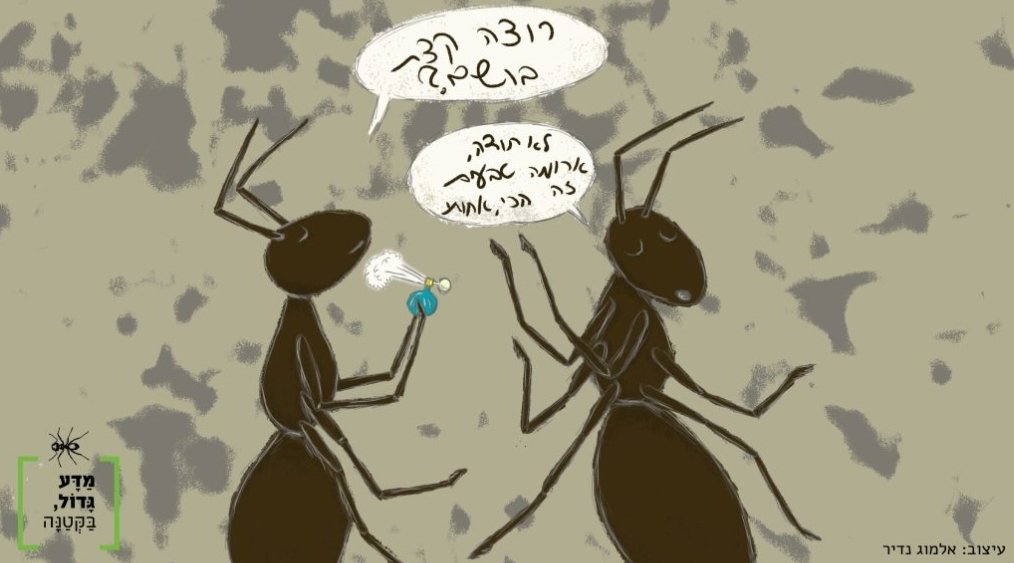 MadaGadol's tweet photo. בקטנה:
זה שוקולד או נמלה?

בגדול:
נמלים מפיצות ריח מכל מיני סיבות, והעיקרית היא תקשורת ביניהן. לרוב האף האנושי אינו מסוגל להריח אותן, אך במקרים מיוחדים, בדרך כלל כאשר נמלים מסוימות מפרישות חומרים ⬇️

מאת: ד"ר מאיה סער
@SaarMaya #ants #insectessociaux #socialinsects #antlove https://t.co/xUKaBJ2EKt
