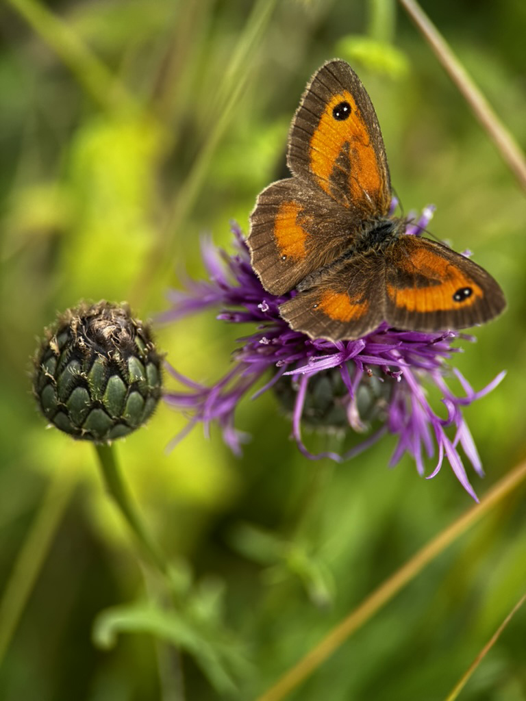 Butterfly Conservation 🦋 tweet media