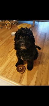 millypod1's tweet photo. ALBIE HOME SAFE. THANKS FOR RT's πππΎ
π3 AUG 2024 #Lost ALBIE #ScanMe #Tagged
Black Cockerpoo Male
nr Silver Bay Holiday Park #Rhoscolyn #LL65 #Anglesey #Wales #NorthWales
https://t.co/7BQX0XoMzg https://t.co/WoQafjVyxS