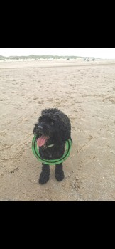 millypod1's tweet photo. ALBIE HOME SAFE. THANKS FOR RT's πππΎ
π3 AUG 2024 #Lost ALBIE #ScanMe #Tagged
Black Cockerpoo Male
nr Silver Bay Holiday Park #Rhoscolyn #LL65 #Anglesey #Wales #NorthWales
https://t.co/7BQX0XoMzg https://t.co/WoQafjVyxS