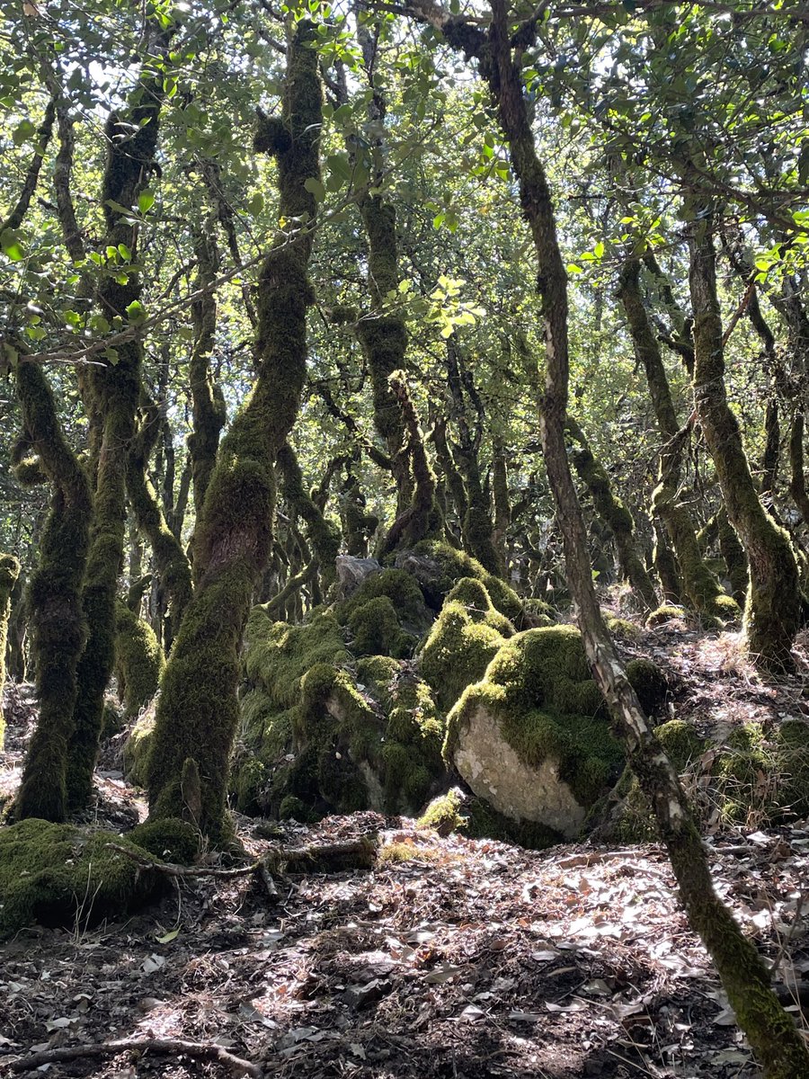 terraeolio's tweet photo. Forestas
(Goceano) https://t.co/mxwJecCeQ1