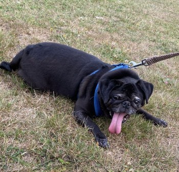 millypod1's tweet photo. NED HOME SAFE. THANKS FOR RT's πππΎ
π2 AUG 2024 #Lost NED #ScanMe
ELDERLY Black Pug Male
The Rundels #Thundersley #Benfleet #Essex #SS7 https://t.co/m6lv78oFe5 https://t.co/ws33B8UY0U