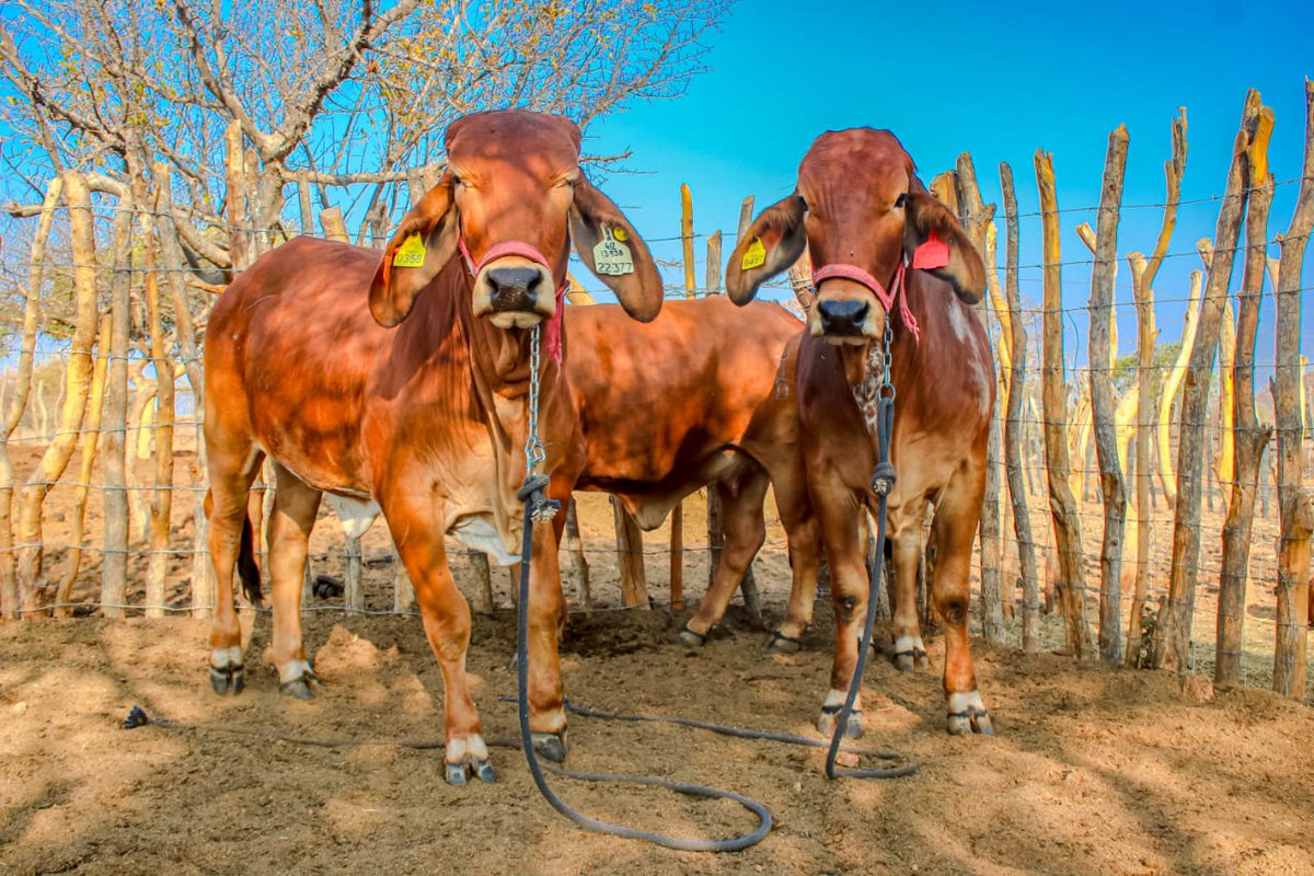 4 DAYS 2 GO❗ Bobirwa Farmers Partnership    FIELD DAY 09-10 AUGUST  DON'T MISS OUT 🧑‍🌾
📌 Kgwatalala, Bobonong Along the road 🛣️