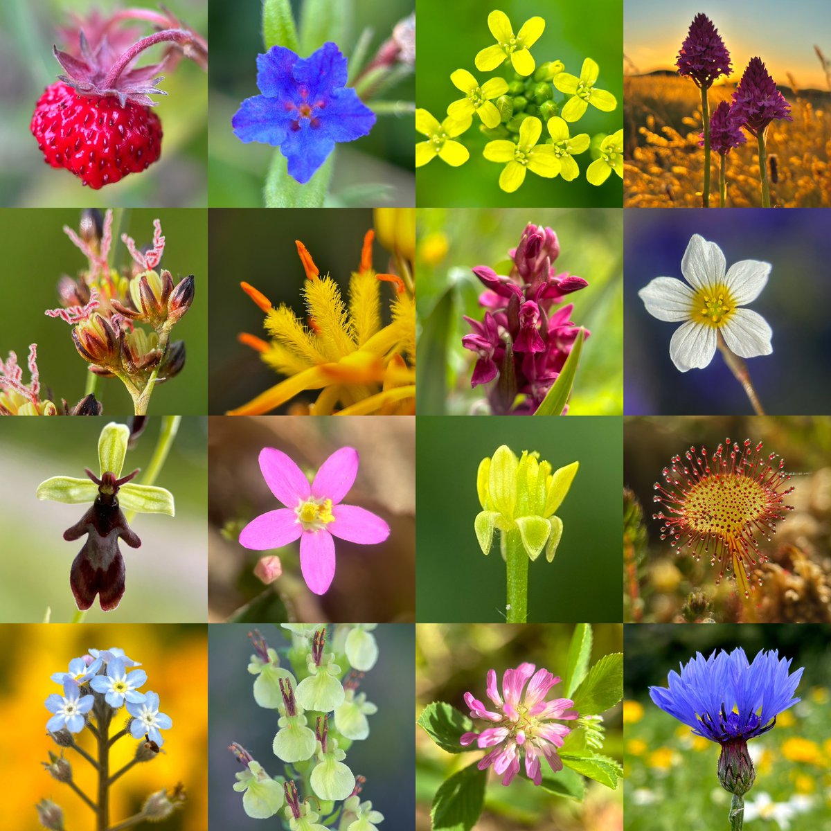 Only one month left of summer! At least there’s mushroom season to look forward to 🥺 These are some of my favourite wild flower photographs from summer so far 🌻🪻🪷 <a href="/BSBIbotany/">BSBI: Botanical Society of Britain & Ireland</a> <a href="/wildflower_hour/">wildflowerhour</a>