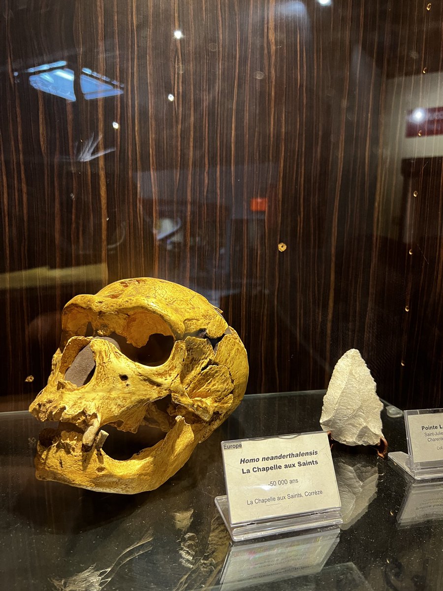 OmanPaleolithic's tweet photo. #LaChapelle-aux-Saints 1 (surnommé « le vieillard ». #Neanderthal 50ka. Studies show that it was an elderly individual who was toothless and suffering from arthritis. He must have relied on others for food and mobility. #inthisday https://t.co/jqwNxJyPTG
