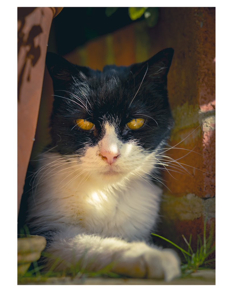 The Ruff Photographer tweet media