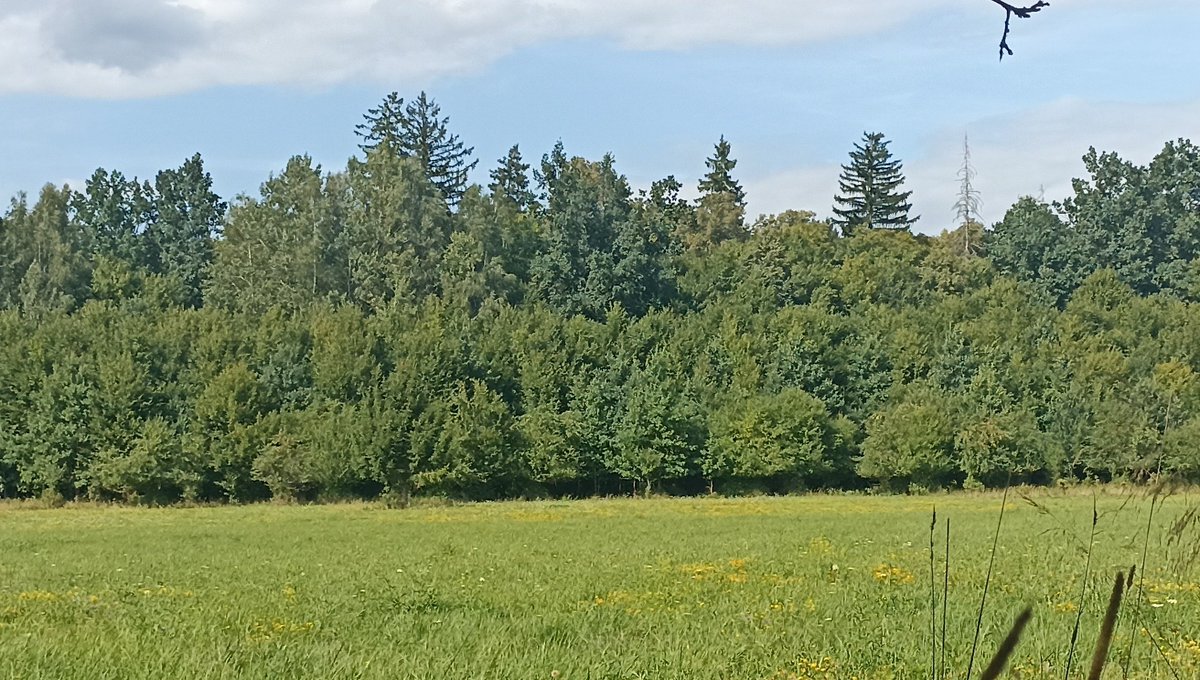 Rozmawiamy z redaktorem <a href="/StanOchota/">Stanisław Łubieński 🇺🇦✌</a> (btw, polecam follow) w trójce o ptakach, kotach i Puszczy
trojka.polskieradio.pl/audycja/10689?… 
A na zdjęciu ściana Białowieskiego Parku Narodowego teraz, bo właśnie tu jestem (zwróćcie uwagę na czarny poziomy pas między łąką a drzewami - to strefa