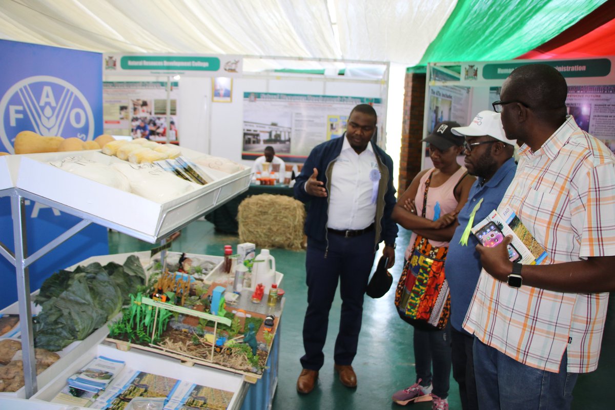 FAOZambia's tweet photo. 🌿It's Agriculture Show time! Visit @FAOZambia
Stand at the Agriculture &amp; Commercial #Show in #Lusaka to explore how we're supporting #Zambia in driving #genderresponsive #greeninnovations, #digitalization, #sustainable &amp; #efficientmarkets for transformed agrifood systems. https://t.co/5wE768ZZ5R