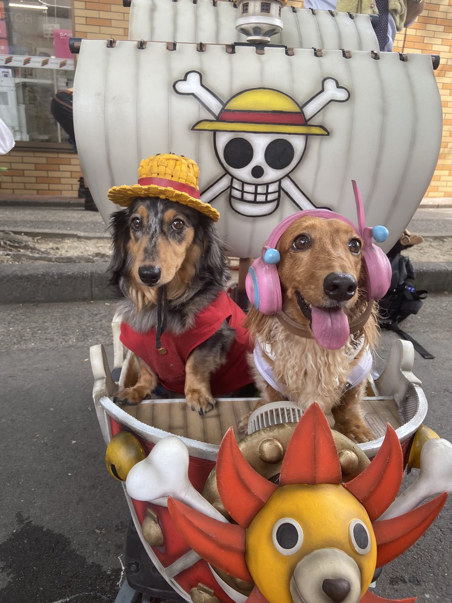 boukenherokanai's tweet image. @pipotaka 
やっと会えた！！
忠生船長とアベティアちゃん！
ルフィとナミかわえかったよー
#コスサミ
#コスサミ2024
#アベルくんとティアラちゃん