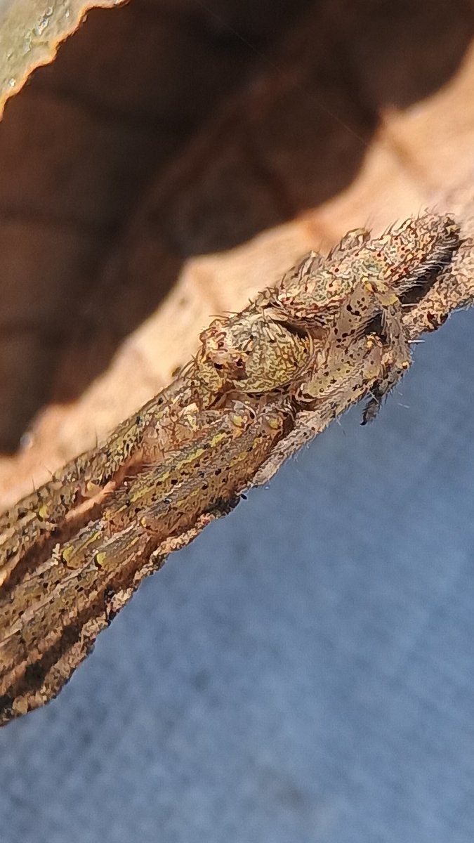 A camuflagem sempre foi e será uma das adaptações que mais me deixa encantado. Aqui vemos um inofensivo macho de aranha-caranguejo da Tribo Tmarini se camuflando em uma folha de cor similar à sua. Eles também são ótimos em se parecer (mimetizar) gravetos secos.