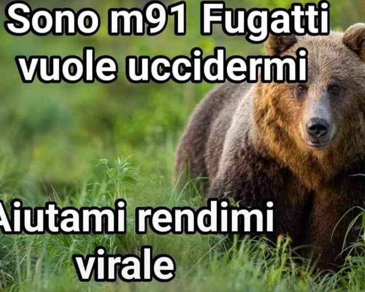 Emilystellaemi2's tweet photo. GLI ORSI, NON SONO DI FUGATTI.😤 https://t.co/HULhg6IW2F