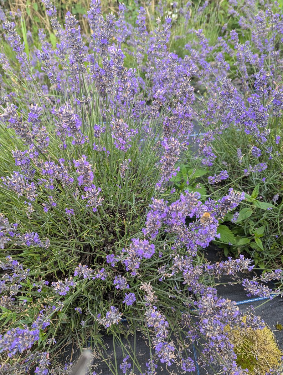 LavandaMia tweet media