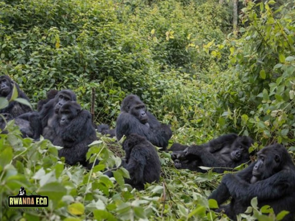 Gorilla Trekking - Your main Highlight tour in Rwanda !

Are you ready to start planning for your life time gorilla trekking experience in Rwanda in these last months of 2024 or the coming 2025 ?

We are ready to exchange those emails discussing every tiny details of your  safari