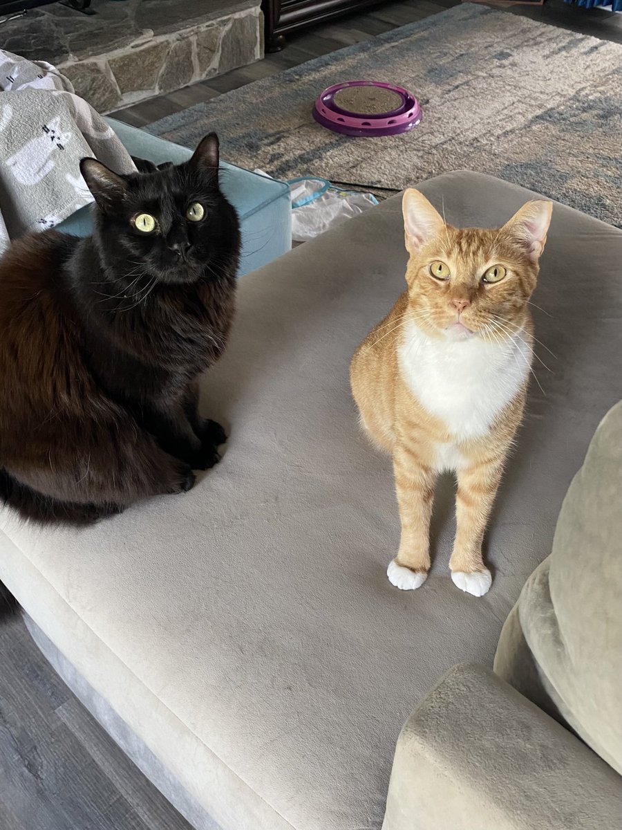 ColeTheBlackCat's tweet photo. They look so innocent 🖤🧡

… but someone jumped on my head at 5:30am 💤

#SundayMorning #LifeWithCats #MazAndBond https://t.co/sq0ofZfwEd