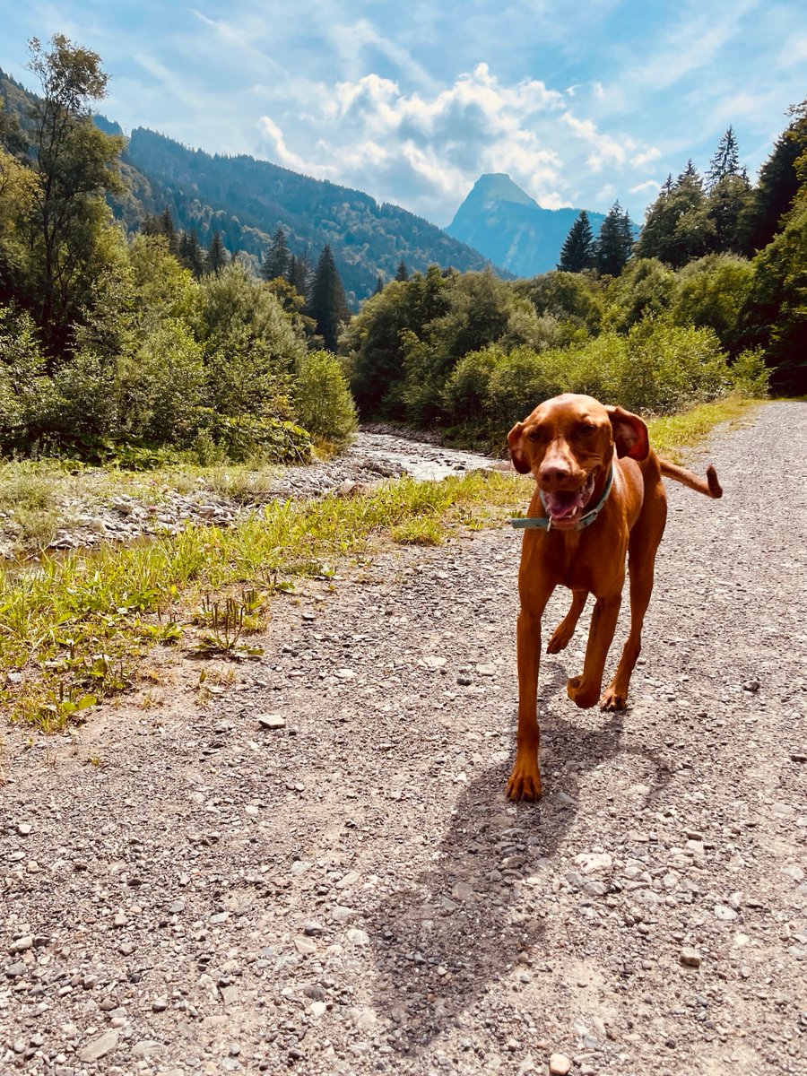 Don't let this photo fool you. When I tried to get her in the car to go on this walk, she jumped out of the car and chased a cat around the local gardens for about 10 minutes, ignoring every attempted recall.

She's a monster and don't let anyone tell you otherwise.