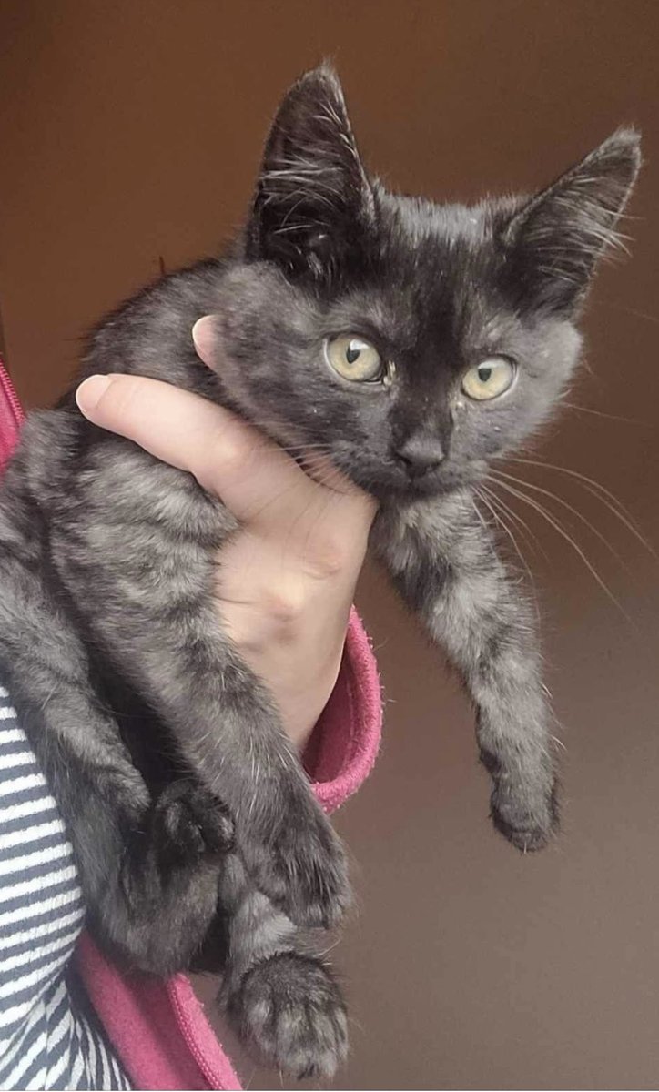 catcuddles's tweet photo. @MomsSpag 🥰 she’s always has the most beautiful yet unusual colouring 🖤 https://t.co/S6v3HGVt60