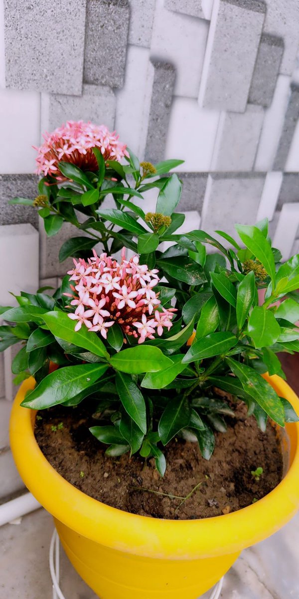 Trupti Sharma (@iamtruptisharma) on Twitter photo Let your dreams blossom like flowers!ЁЯМ║ЁЯМ╝ Let your dreams blossom like flowers!ЁЯМ║ЁЯМ╝