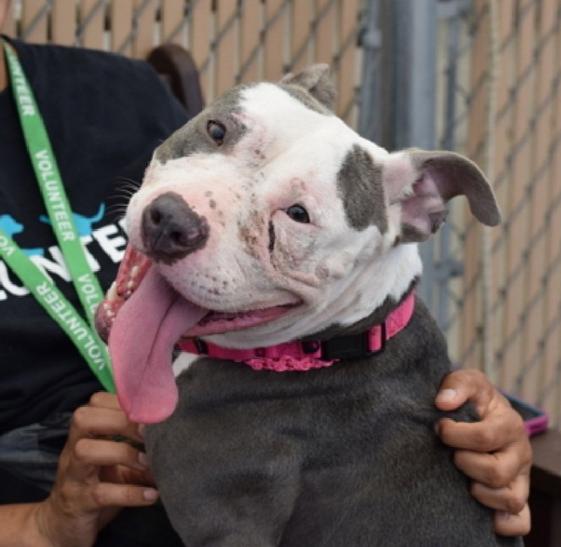 LisaBrabson's tweet photo. I'm begging u again friends,PLZ save  BONNIE #203906 tender sweetheart has known little kindness in her short 3yrs. Yet she is still so tender, gentle &amp; extremely loving ❤️ She just wants a chance to live &amp; b loved.PLZ #ADOPT #FOSTER OR #PLEDGE to attract a rescue 🛟#NYCACC https://t.co/xQ55J0ItBf
