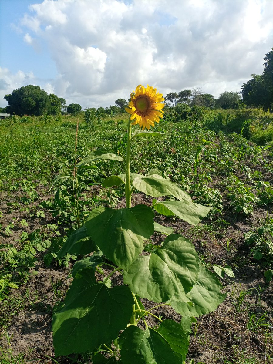 ProfesaKamz's tweet photo. Sunflower 🌻 and cowpeas doing fyn. https://t.co/7HKtcliLoA
