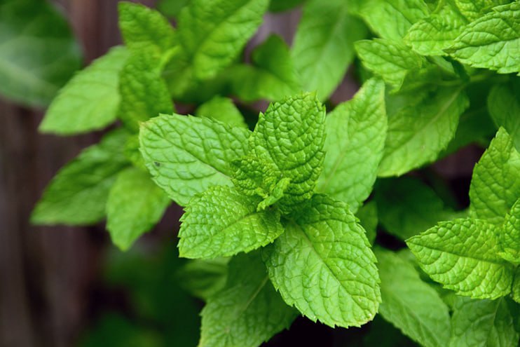 🟢 If the liver is overloaded
⠀
Weakness, lack of energy, dizziness, nausea, pain in the right hypochondrium, digestive problems and skin rashes are all signs that something is wrong with the liver

Take:
⠀
A handful of fresh mint leaves
Juice of 1 lemon
juice of 1 orange
1