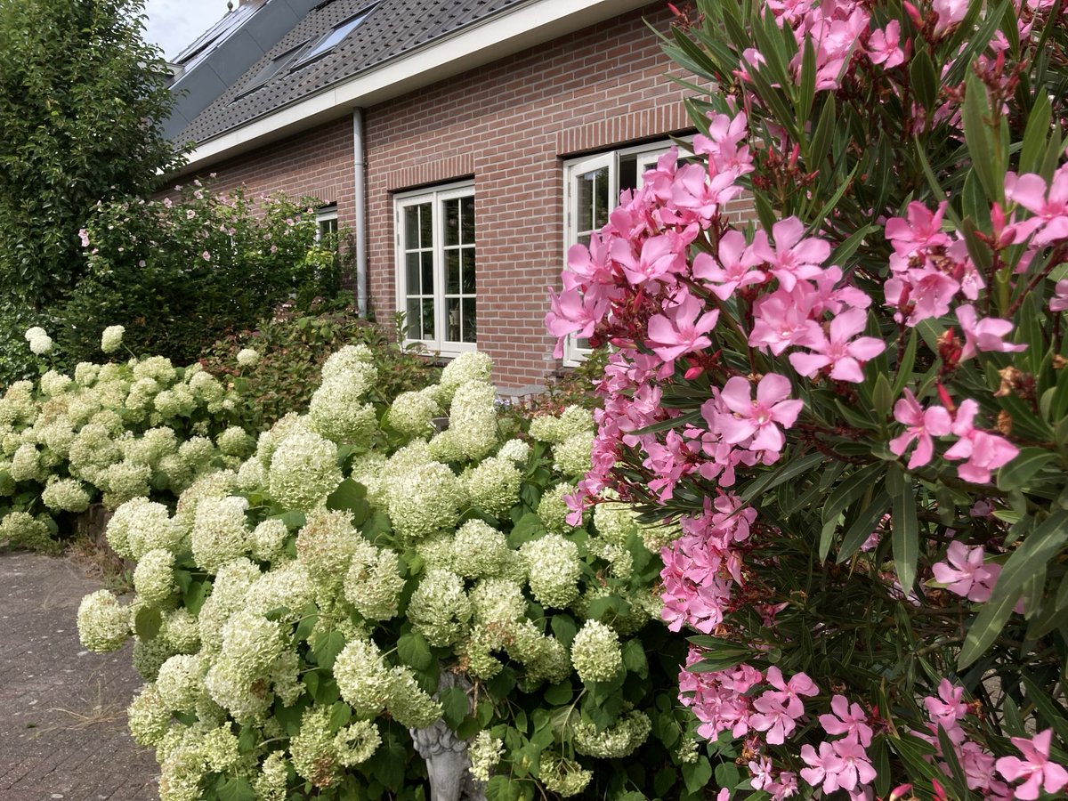 Onze voortuin staat te stralen👍🏻🤣