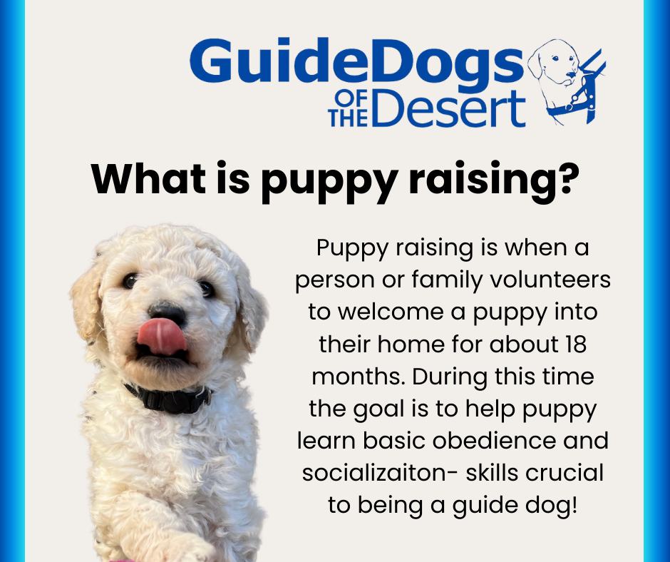 GuideDogsOfTheDesert (@gddca) on Twitter photo 