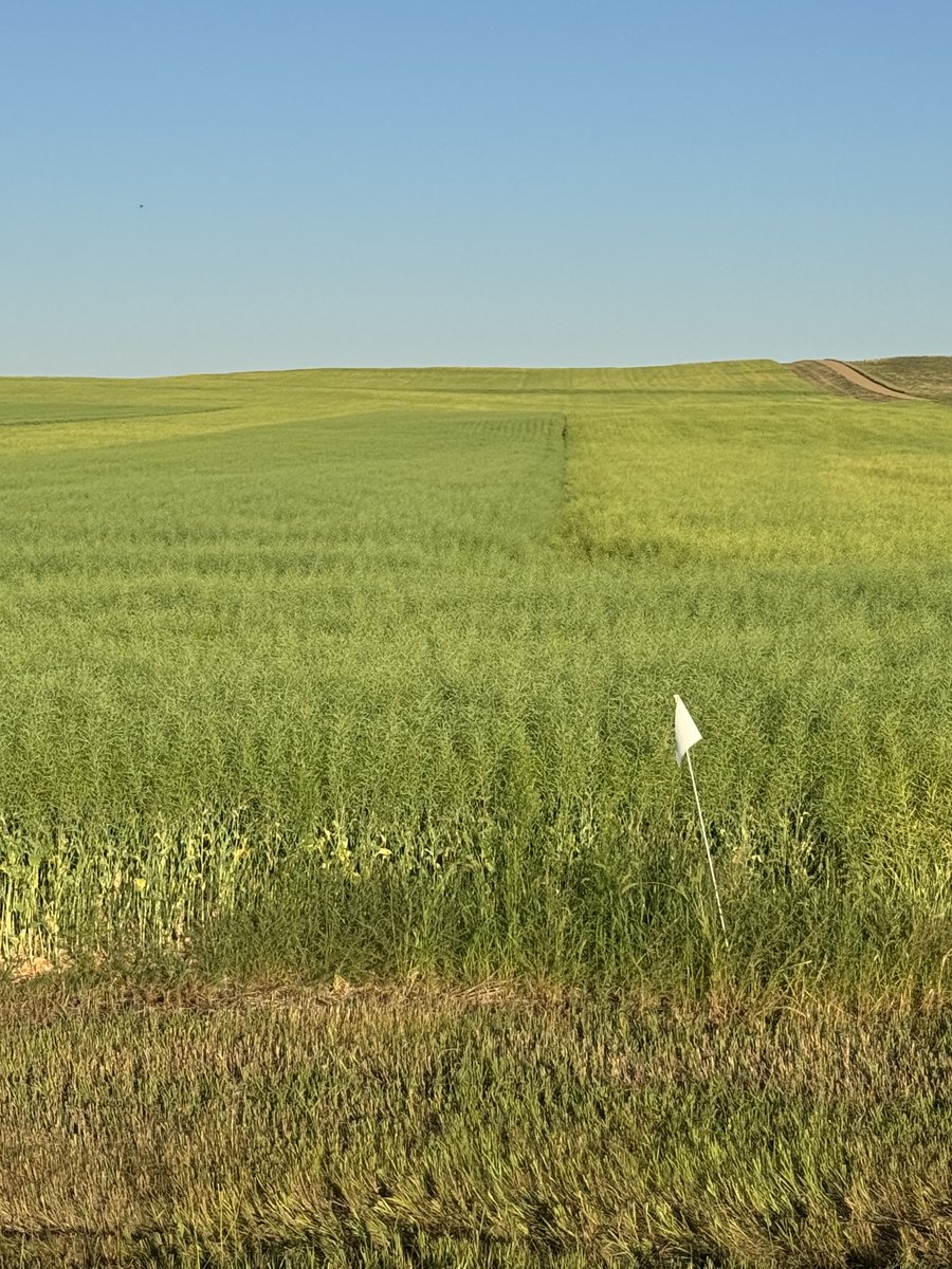 travismesser81's tweet photo. Finally starting to turn on our @BASFAgProducts 20” and 15” #Invigor #canola trials. All planted with @PrecisionPlant #PrecisionMaXX @NACHURS fertility comparisons planting rate & planting date trials. Results coming soon! @Harvest_Int_Mfg https://t.co/IRUjW7Afdo
