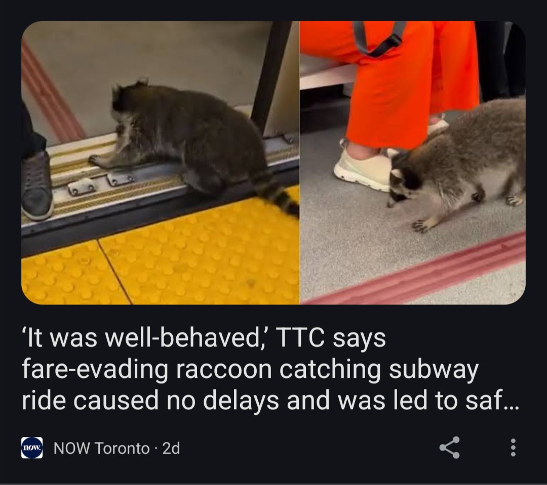 A friend to the stylish yet illegal monkey at Ikea 
Well behaved fare evading raccoon