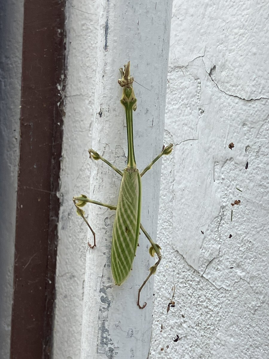 Nunca me han gustado, son feas y me parecen malas !!! Hoy apareció esta gigantesca mantis en la salida hacia el jardín de la casa.

Inevitable recordar cuando una me brincó en el cabello y casi me mata del susto o caigo 3 metros abajo en  La Paz @bioj77 <a href="/amadoapl/">©amadoaplr | DDA | en Actualidad</a>