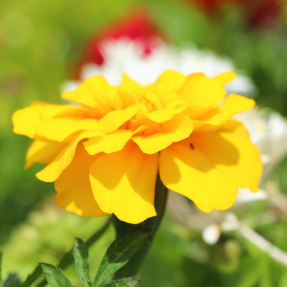 #FLOWER
ビタミンカラー🌈