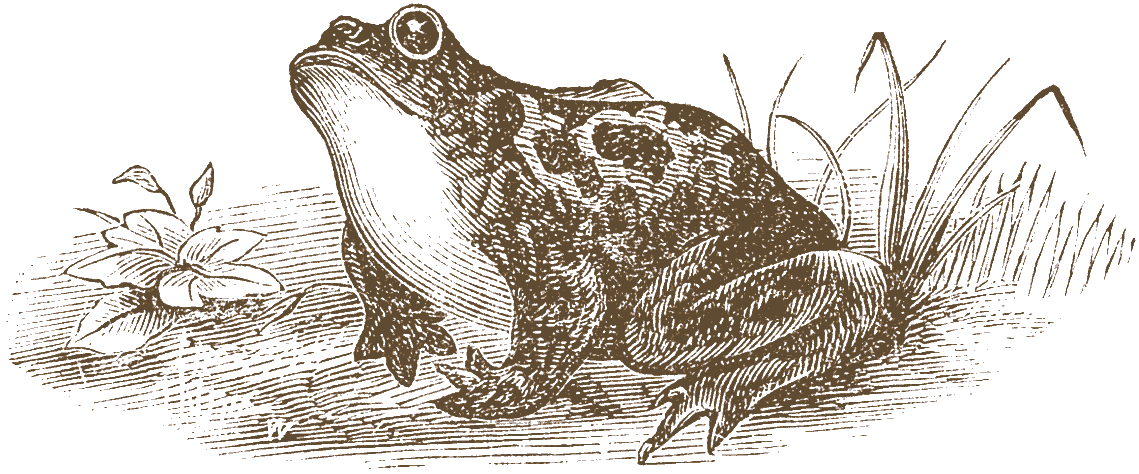 BoneQuest tweet media