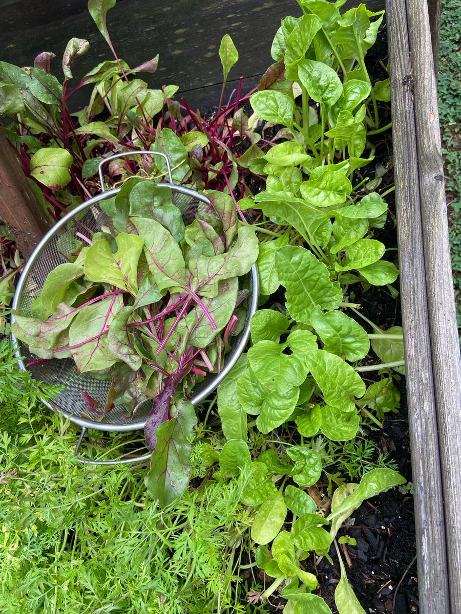 rhonamperez's tweet photo. Swiss Chard,Spinach and beans https://t.co/5SWIas0GYM