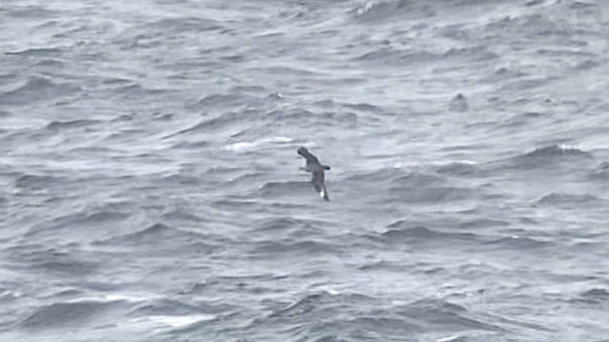 BMcCloskey_98's tweet photo. South Polar Skua west past the Bridges of Ross, Co. Clare yesterday evening at 17:23. Despite being convinced of the ID we ran it past KMullarney, DLVelasco and NTKeogh who were all in agreement with the ID. Picked up first by Ger Murray. 1st land based Irish record. @BirdGuides https://t.co/YZv8dHoGMU