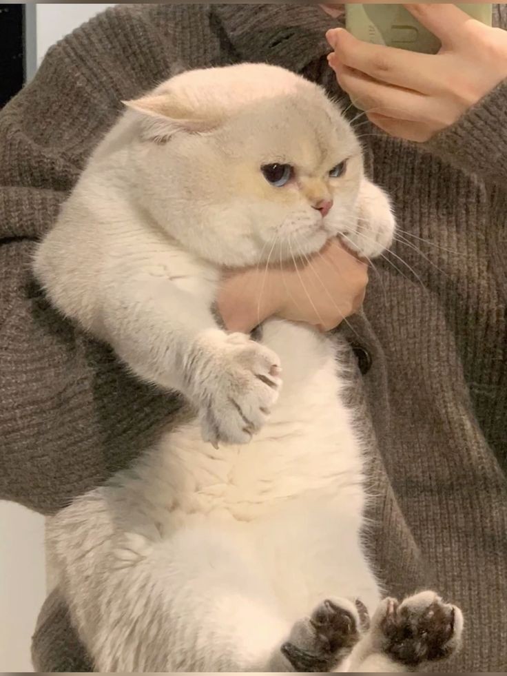 No Context Cats tweet media