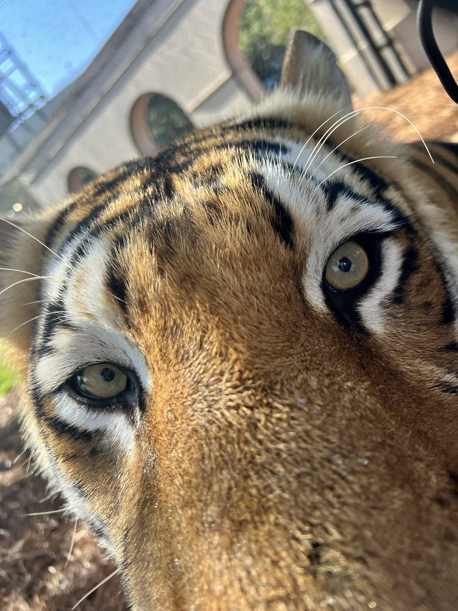 MikeTheTiger's tweet photo. The real eye of the Tiger. Accept no substitutes. https://t.co/8vgH31GvaZ