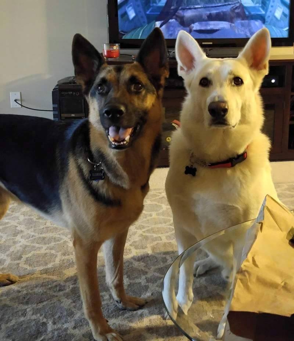 The Dalbo Dog tweet media