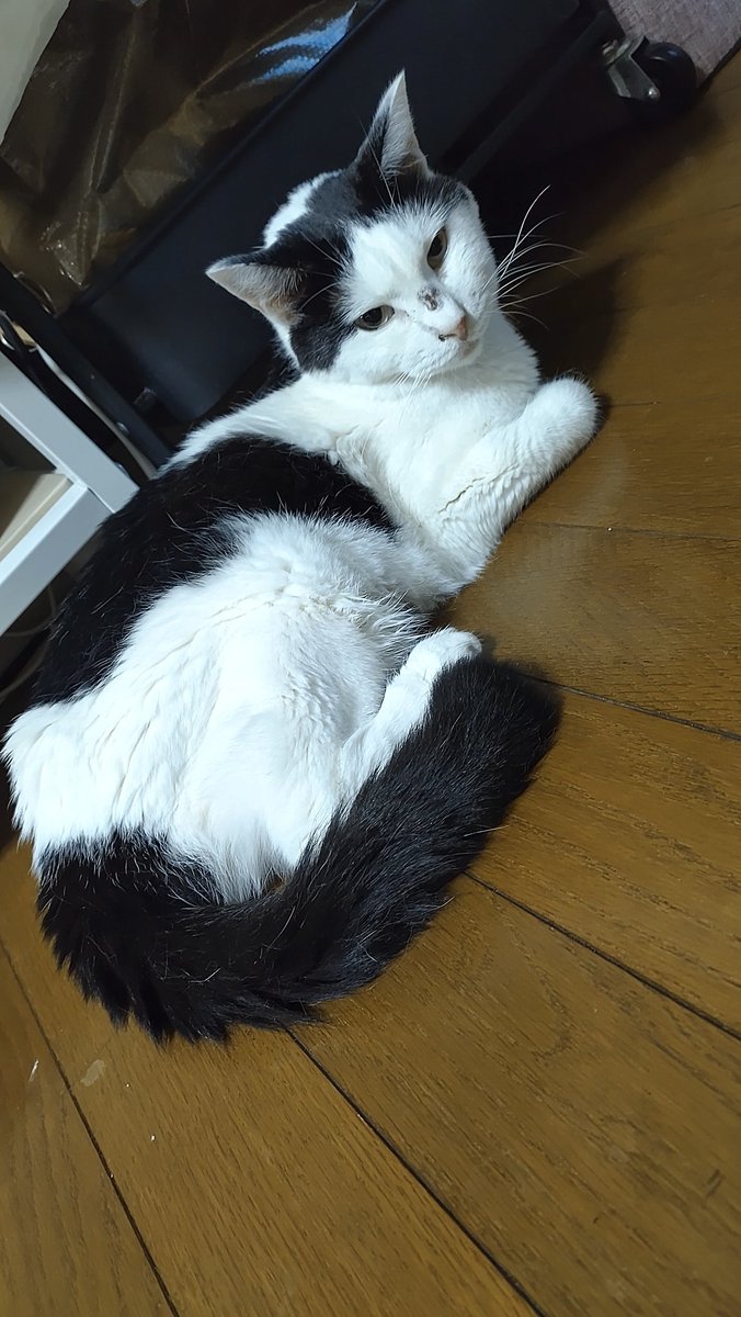 ミク
リンパ腫と診断された😭
2回、ステロイドを打ってご飯は少し食べれるようになったけど…
ずっとひとりで隠れて寝るようになった
辛いよね😭
#リンパ腫
#ステロイド