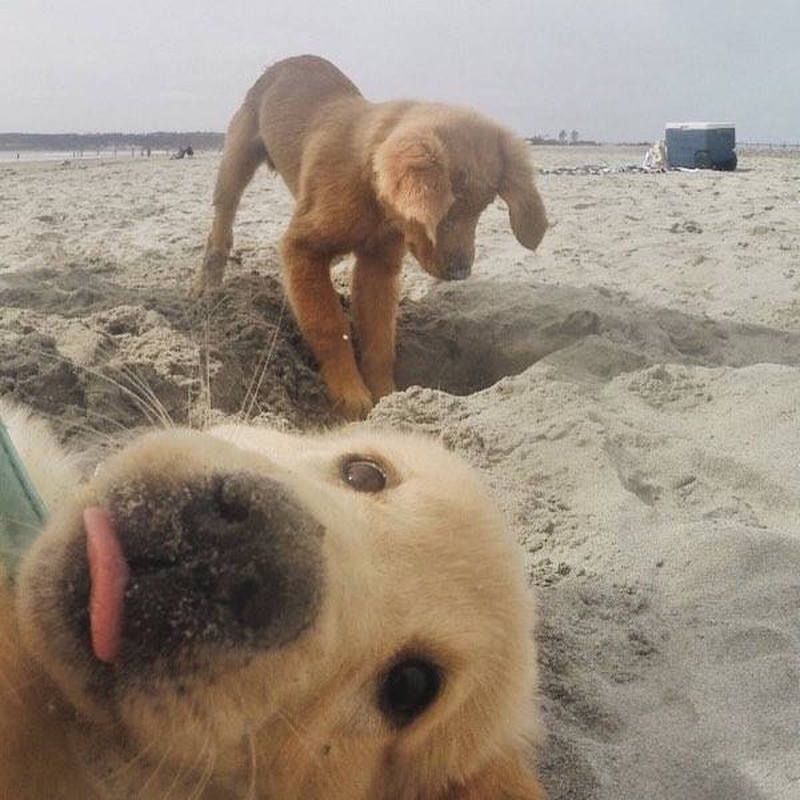 The Dalbo Dog tweet media