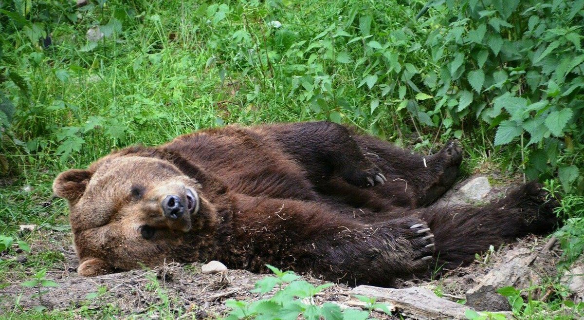 dukana2's tweet photo. Questa è l'orsa #KJ1 , mamma di 3 cuccioli, condannata a morte in #Trentino per aver protetto i suoi piccoli. 

Evitate il #Trentino, terra di assassini 👇😢😢😢😢😢😢😢😢😢😢😢#boycott_trentino #BoicottaIlTrentino 👇😢😢😢😢😢😢😢😢😢😢😢😢😢 https://t.co/Cta3H7fzXc