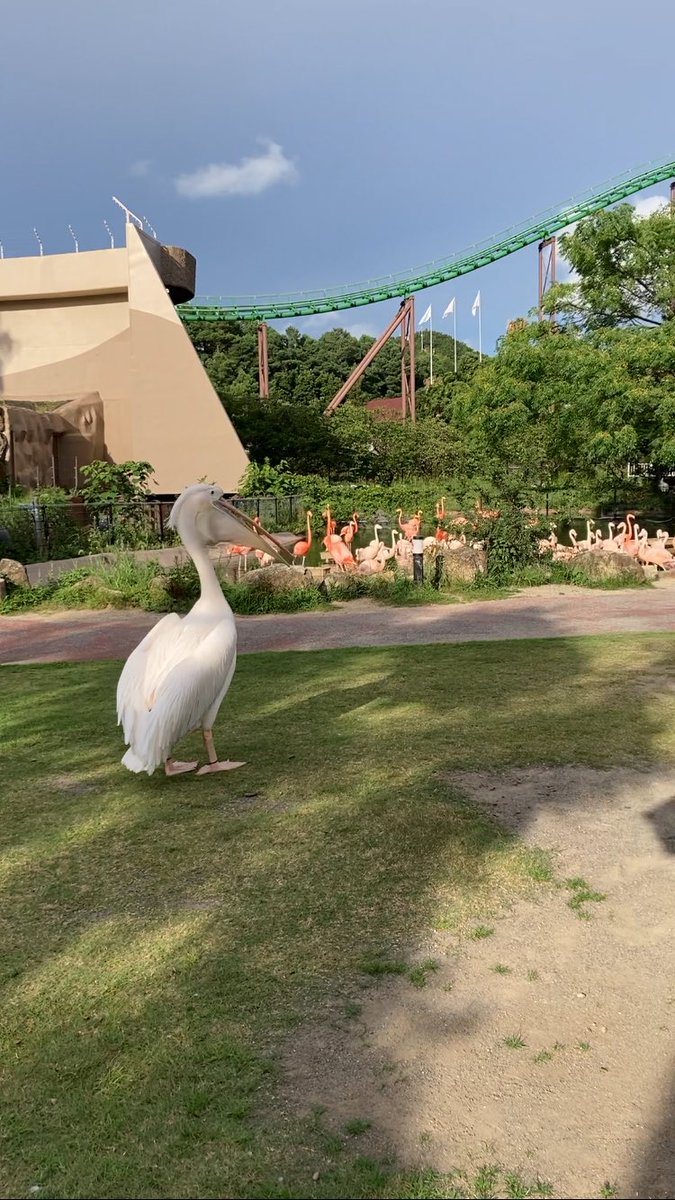 dino__ferrari's tweet photo. アドベンチャーワールド、ドでかペリカンが歩いてて、「ペリカン自由に歩けるんだ、すげー」と思ってたらお姉さんが「あっ！ペリカン脱走してますね🙏！」って嘴むんずと掴んで回収していったの良かった https://t.co/bgNvDH5rL1