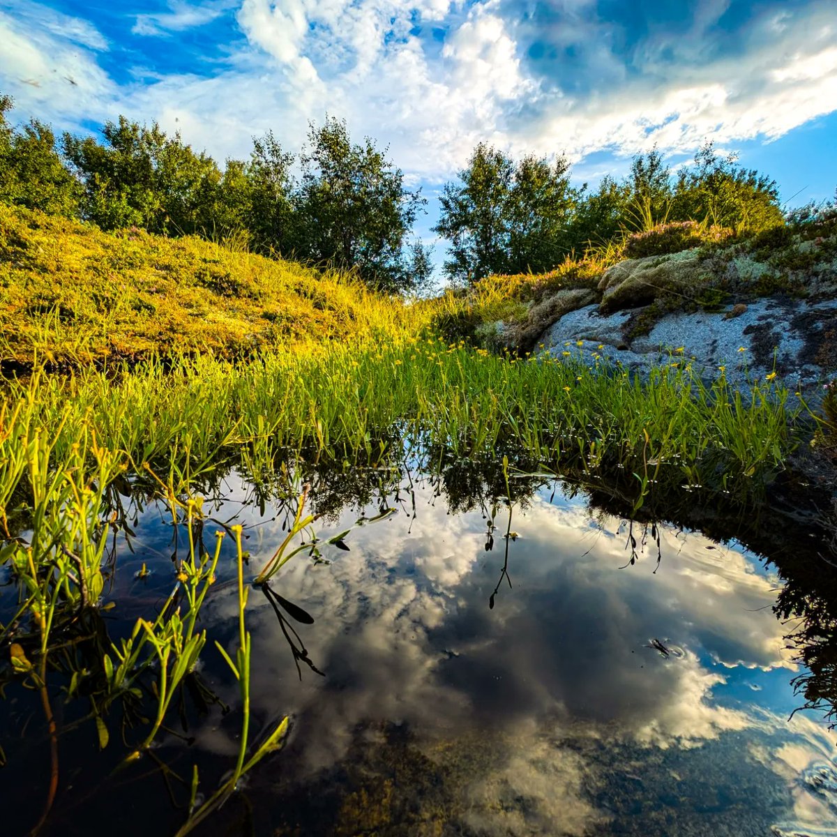 ottostormyr's tweet photo. Noen blinkskudd fra en holme på Helgeland 🏞️📸 https://t.co/NlucIMoV5t