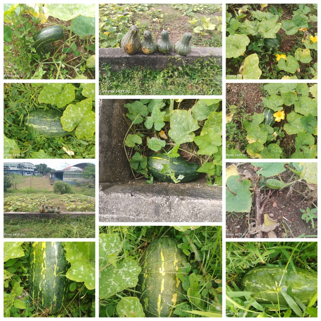 Agradecido con Dios todo poderoso y al personal de desarrollo endógeno y a nuestros estudiantes por esta gran cosecha de Auyama de nuestra institución UEB Cerro Autana excelencia educativa@NicolasMaduro @_laavanzadora  <a href="/Gob_Amazonas/">RRPP Amazonas</a> @MaryCarmenZEA @MPPEDUCACION #amigos #mppe