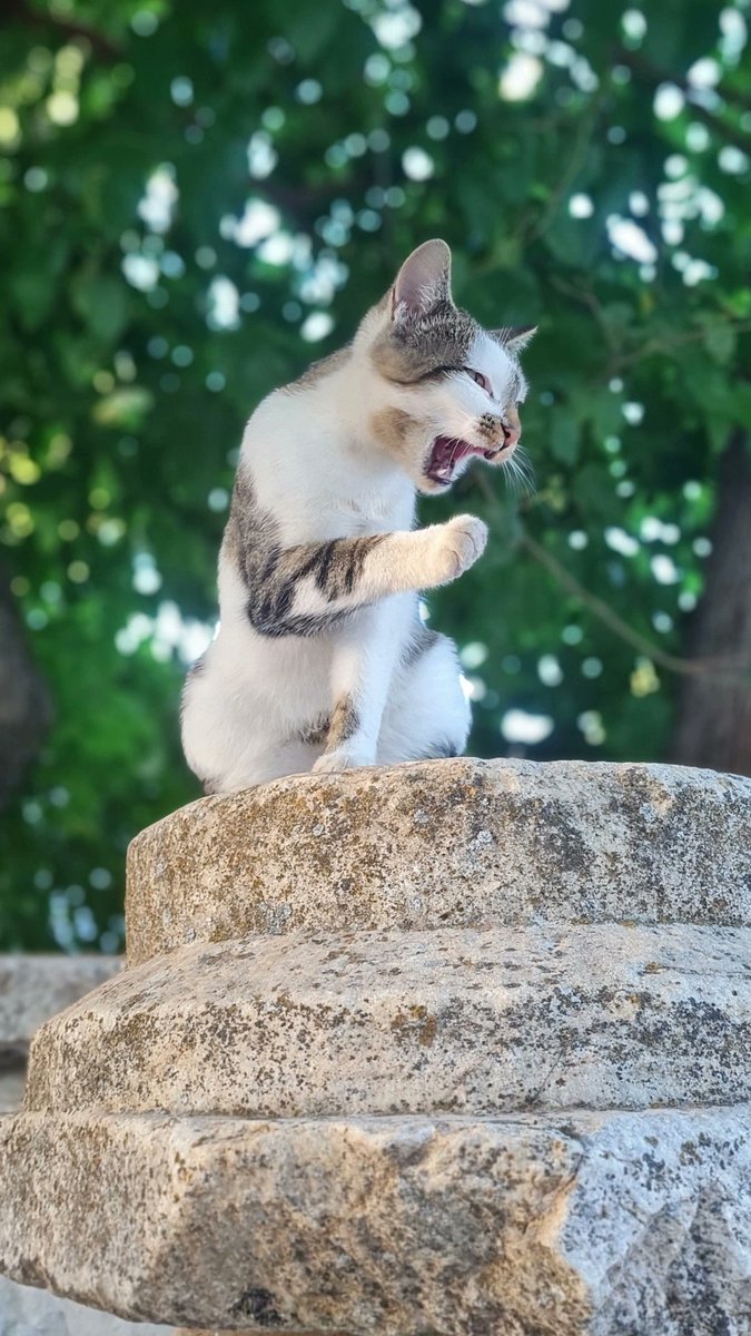 Attouda_Hisar's tweet photo. Efes'in kedilerinin meşhur olduğunu duymuş.. Peki Attouda kedileri dedi, biraz sinirlendi.. 🥹🐱 Ziyaretlerinizde bir paket mama getirirseniz belki affeder ;) #attouda #denizli #Sarayköy #babadağ #Türkiye #arkeoloji #antikkent #kedi https://t.co/aJFDYXE3ZN