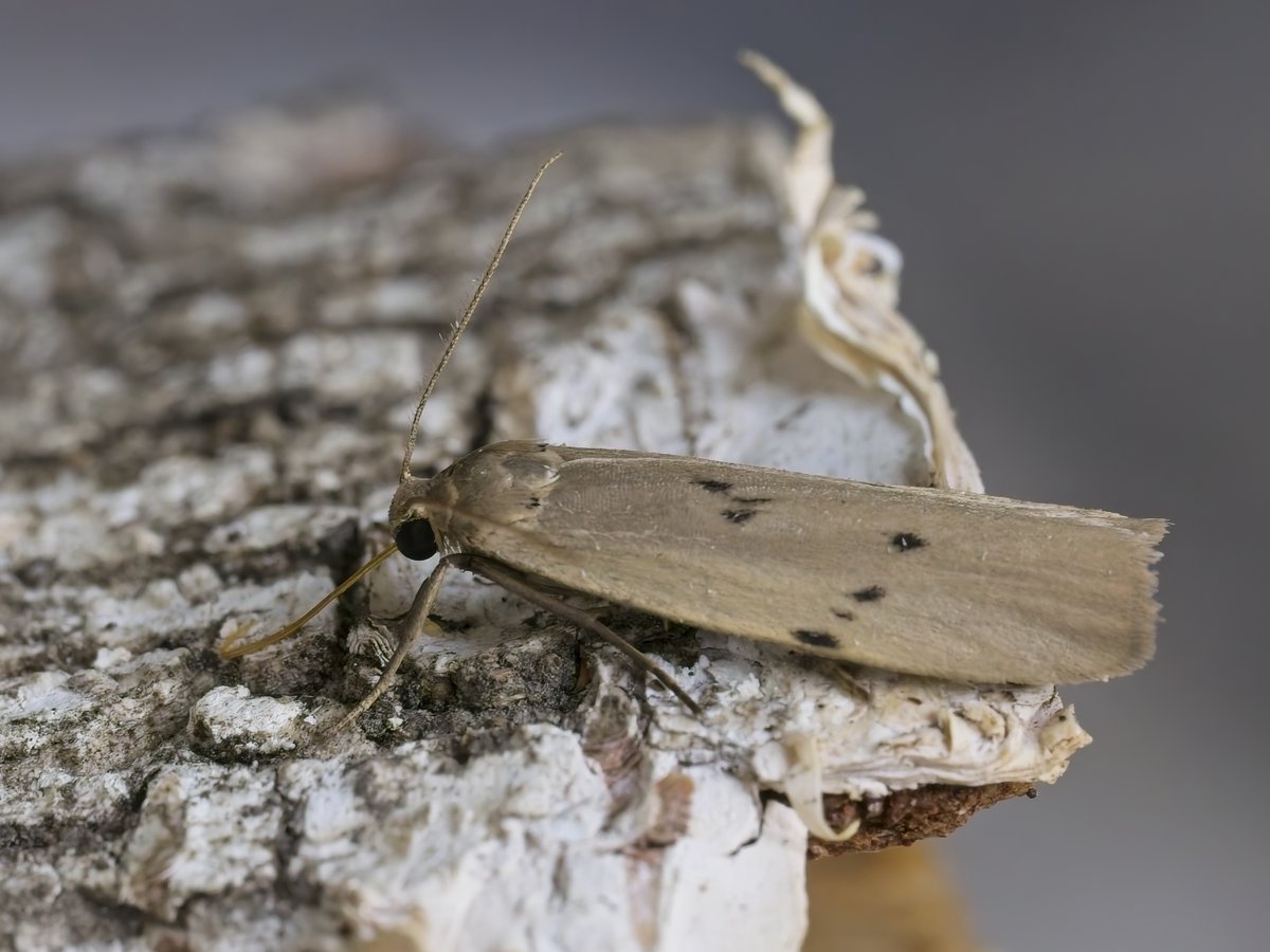 ThorpeMarshman's tweet photo. First record for our edge-of-broads garden of the scarce and very local Dotted Footman trapped yesterday night by @AlisonAllen769.  A pity it wouldn't sit still long enough to focus-stack it! https://t.co/dgxq5HTNCT